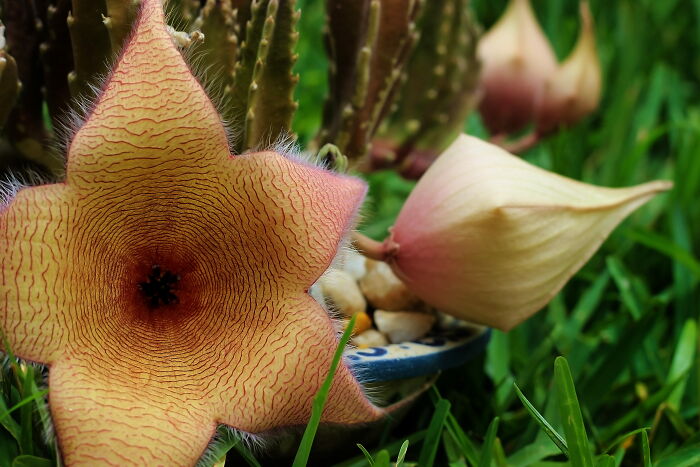 close up view of Stapelia Gigantea flower