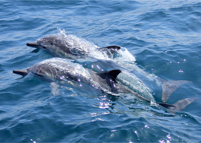 Someone Asked People To Share "Real But Crazy Facts That Could Save Your Life" And Here Are 30 Of The Most Helpful