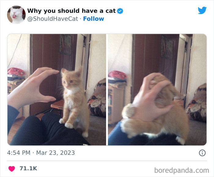 This Twitter Account Shares "Reasons" Why You Should Have A Cat, And Here Are 50 Of The Top Ones