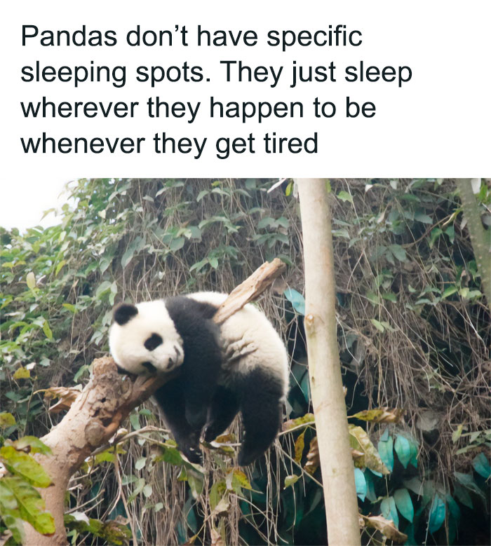 Pandas = The Og Aspirational Lifestyle Influencers