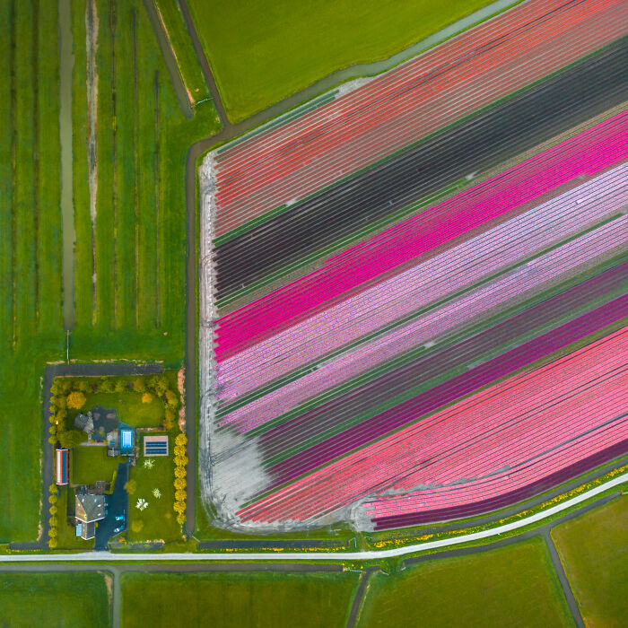 Spectacular Photos From This Year's Tulip Season In The Netherlands