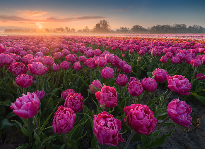 Spectacular Photos From This Year's Tulip Season In The Netherlands