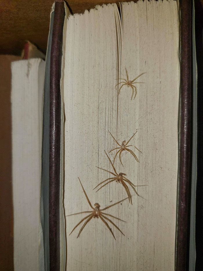 A Spider Came Back To Molt In The Same Place On A Book 4 Times
