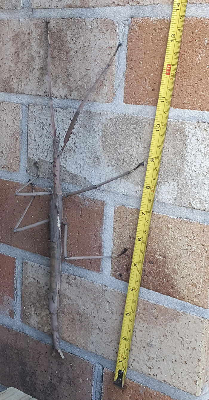 Estaba cortando el césped y descubrí esta unidad absoluta de un insecto palo, ~ 35cm