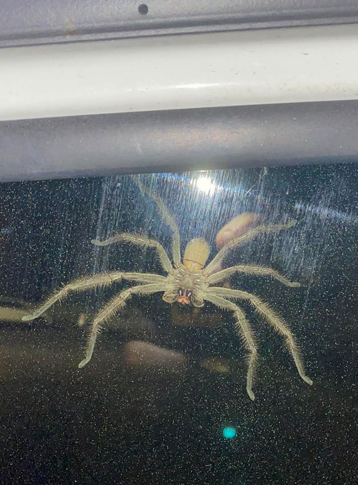 Subí a mi coche anoche, me di la vuelta y vi esto. La araña "cazadora" de Australia. Una grande