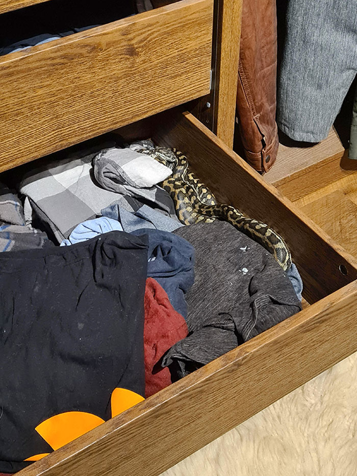 Woke Up To A Snake In My Drawer (Australia)