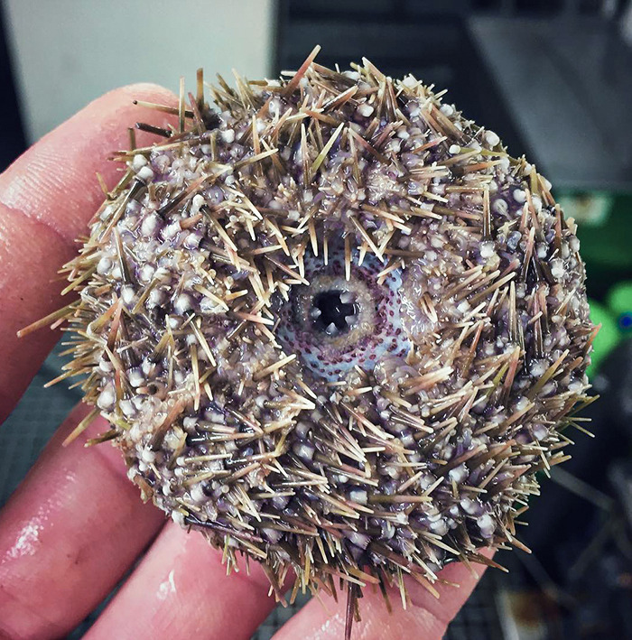 Creepy Sea Urchin