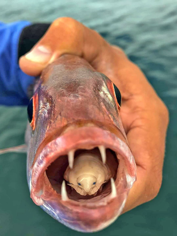 Tongue-Eating Louse In Carpenter Fish