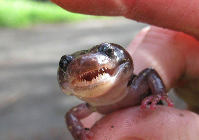 Just Found Out About Arboreal Salamanders And Their Teeth, Wouldn’t Expect It From What’s Basically A Gummy Lizard
