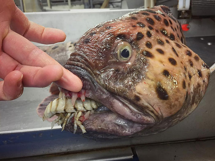 One Of The Weirdest Deep Sea Creatures