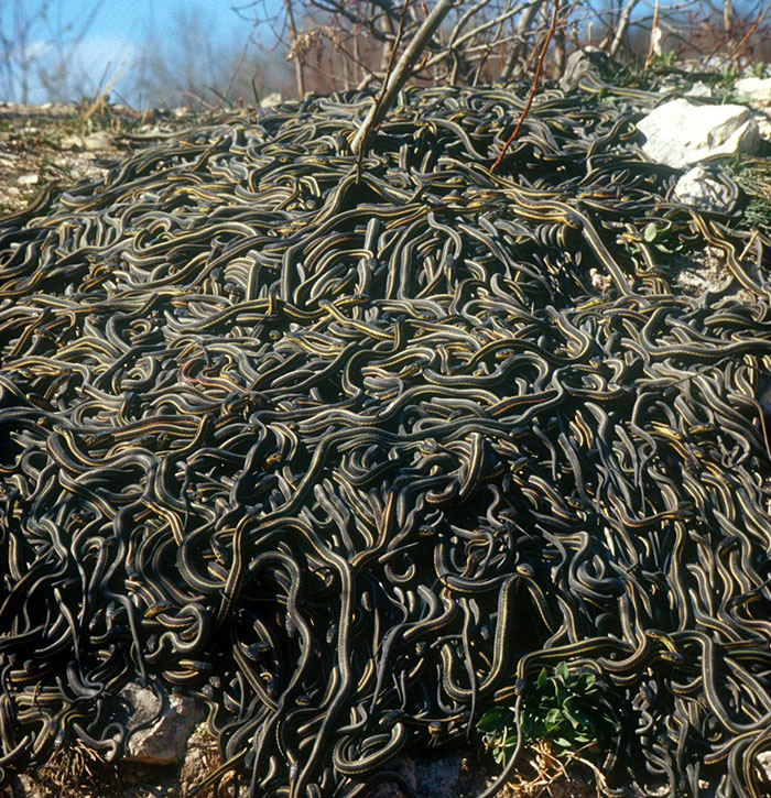 Garter Snakes Coming Out Of Hibernation And Into A Tens Of Thousands Strong Mating Ball In Southern Manitoba, Canada