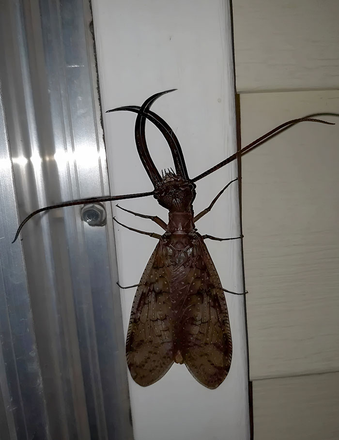 Giant Male Dobsonfly