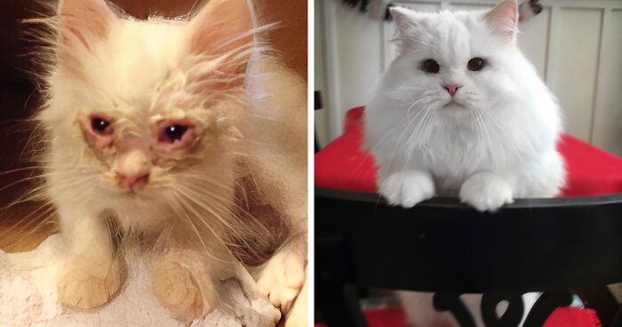 Kitten Found On Roadside Turns Into A Fluffy Giant As His Pictures Go Viral On Social Media
