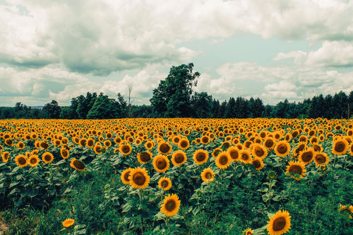 96 Summer Bucket List Ideas To Live Your Best Life This Summer