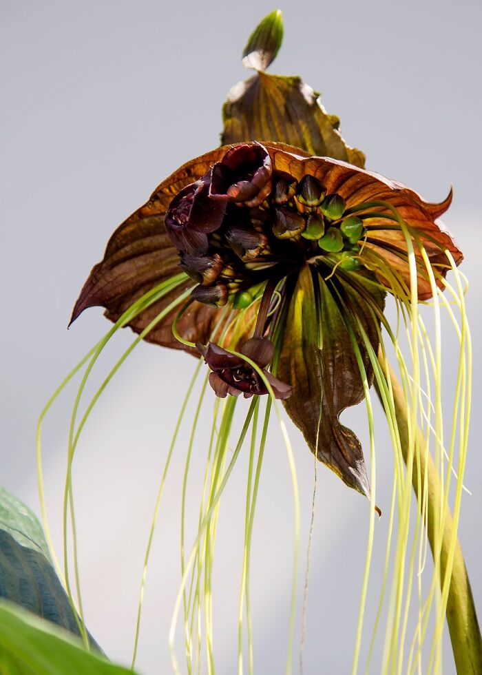 close up view of Tacca Chantrieri plant