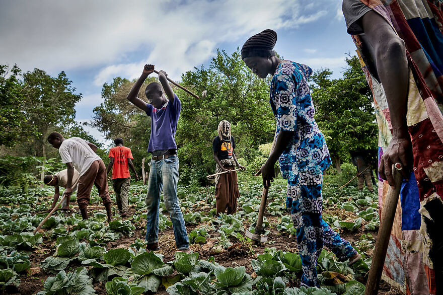 "Followers Of The Baye Fall Brotherhood Work In The Fields Of Their Marabout"