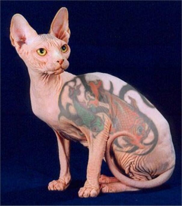 the-tattooed-cat-trend-6470b74ff21e3.jpg