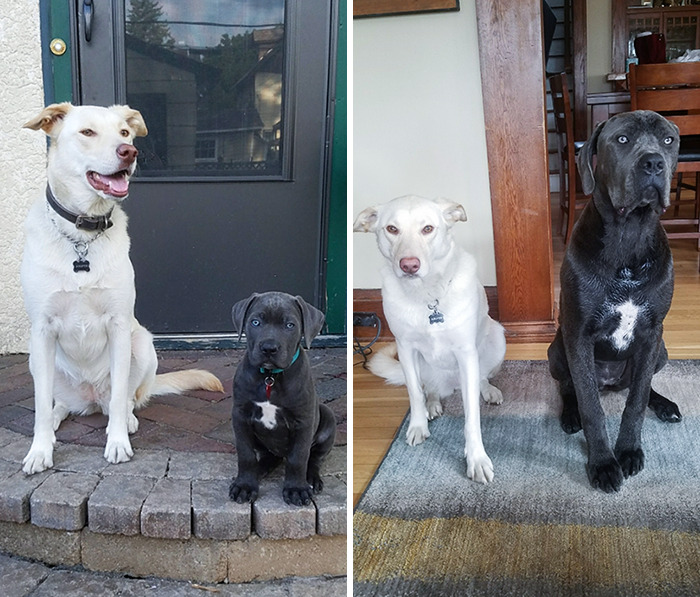 Mi perro junto al cachorro de mi madre, hay 8 meses de diferencia entre las dos fotos 