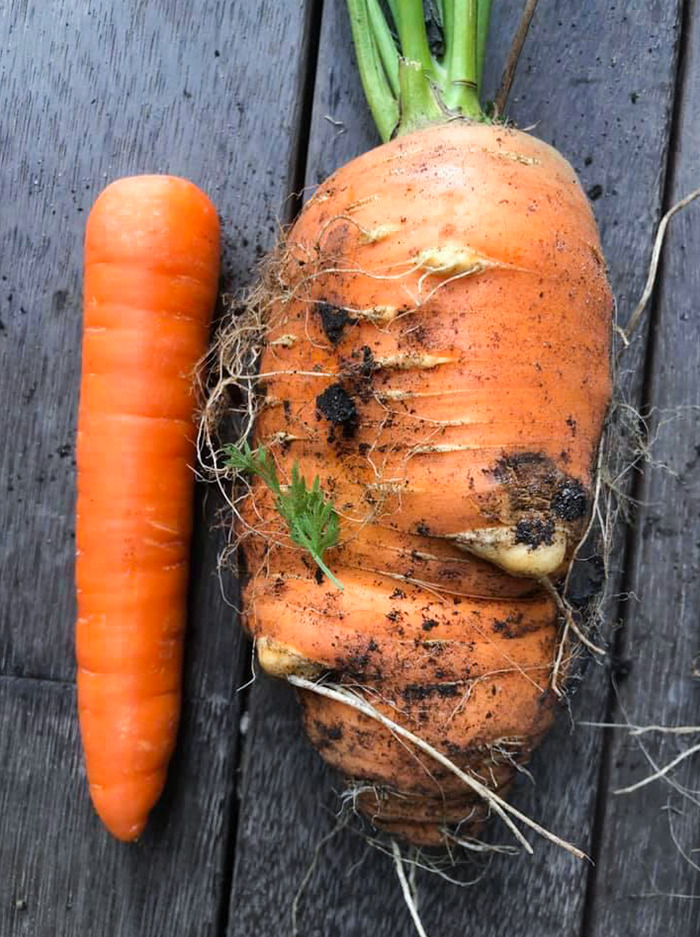 Pulled Up My Carrots To Find I’ve Grown A Monster. Store-Bought Carrot For Comparison