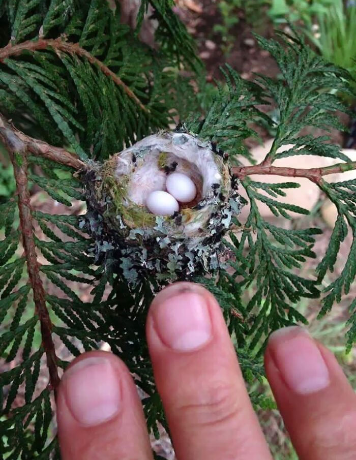 Un amigo encontró unos huevos de colibrí. Mis dedos para que se note el tamaño 
