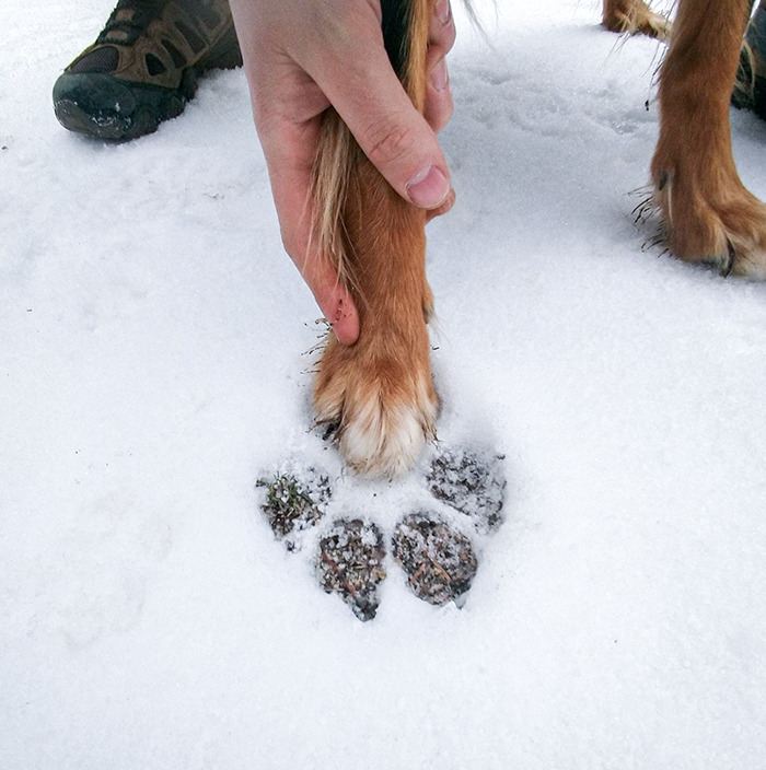 La diferencia de tamaño entre una huella de un lobo y la pata de mi perro 