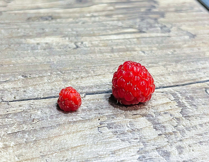 Wild-Grown vs. Domesticated Raspberry