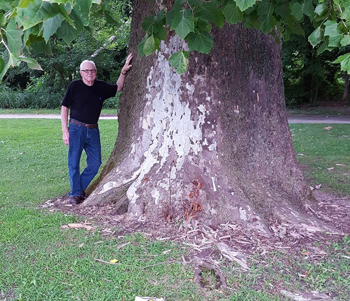 One Of The Biggest Trees In Our County. A Sycamore, And My Friend Bob For Scale