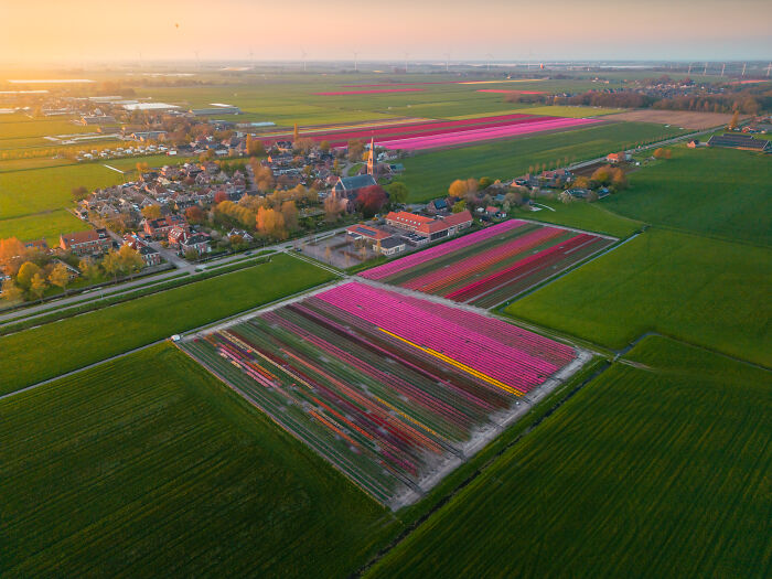 Spectacular Photos From This Year's Tulip Season In The Netherlands