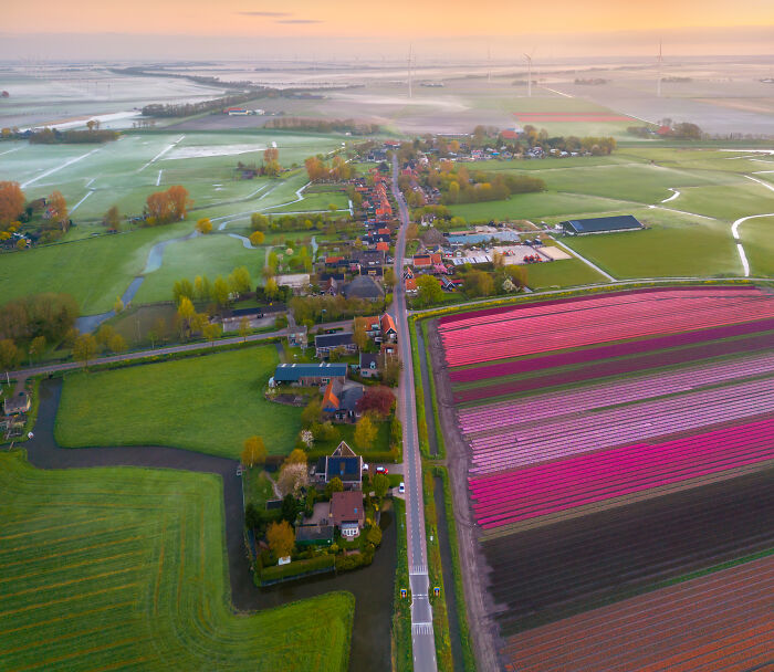 Spectacular Photos From This Year's Tulip Season In The Netherlands