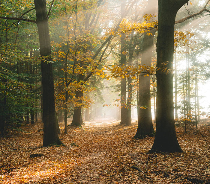 Forest in autumn in Essex, UK