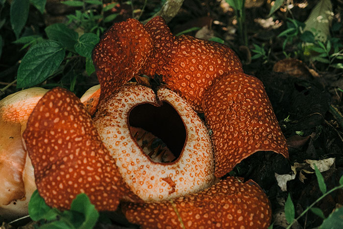 Rafflesia flower in Cameron highlands, Malaysia