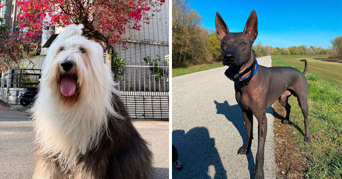 Here’s A List Showing 30 Of The More Rare And Extraordinary Dog Breeds