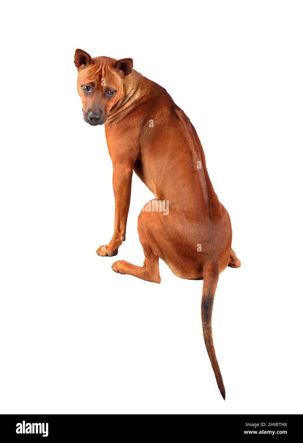 view-from-the-back-of-cute-young-thai-ridgeback-dog-isolated-on-a-white-backgraund-2HXETHX-64597b44e5d4d.jpg
