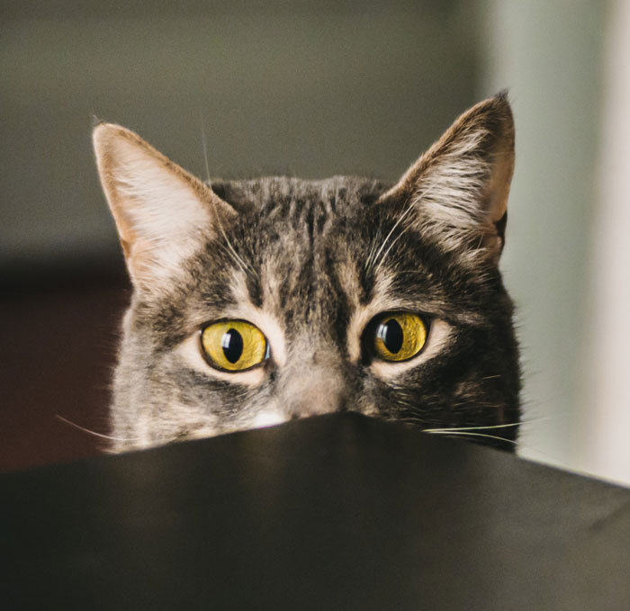 Cat looking at something on the table 