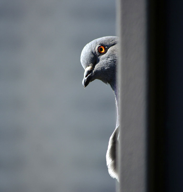 Pidgeon looking at someone from above 