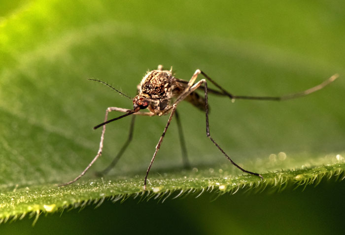 mosquito on a green leaf 