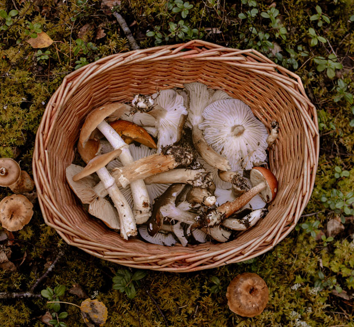 Mushrooms in the basket 