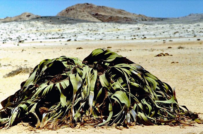 close up view of Welwitschia Mirabilis plant in the desert