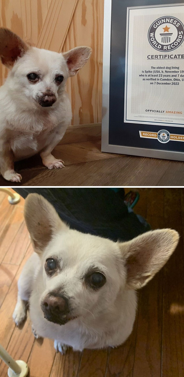 A 23-Year-Old Chihuahua Named Spike Is Currently The Oldest Living Dog In The World