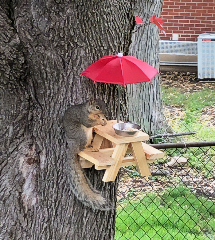 My Mom Loves Feeding The Squirrels. Upgraded From A Charcuterie Board To A Full Picnic Table