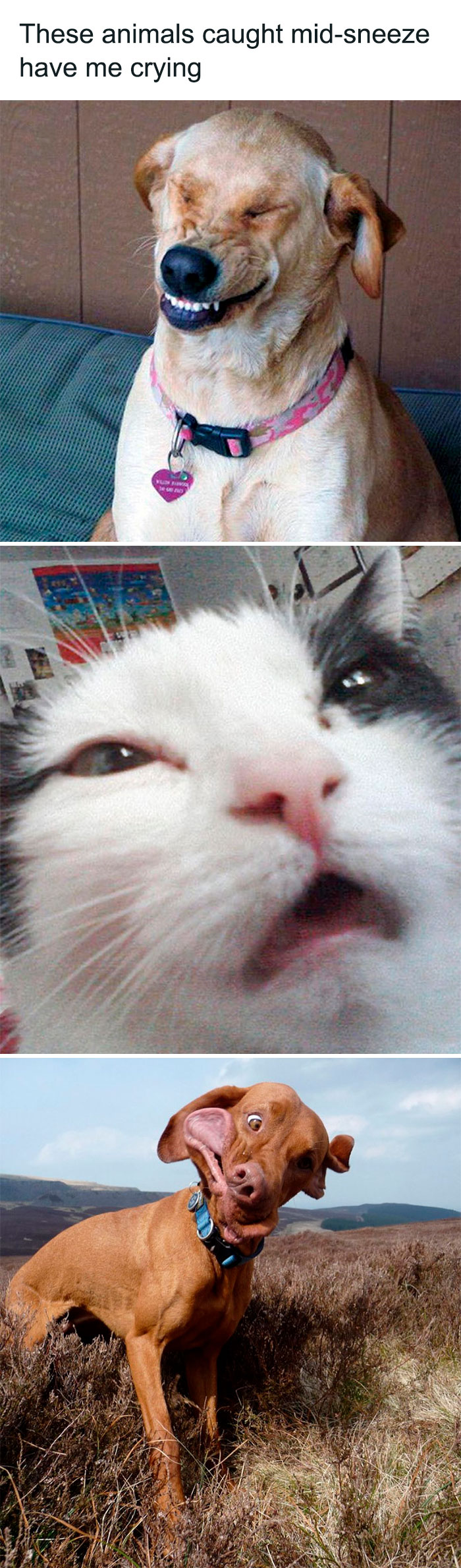 Wholesome-Memes-Hurtingsouls