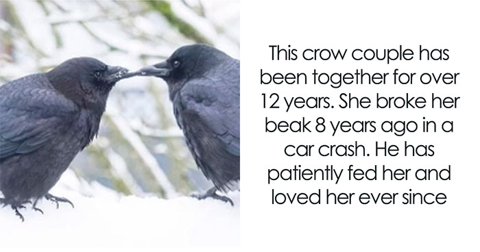 If The World Feels Like A Terrible Place, These 50 Wholesome Pics And Memes Might Cheer You Up