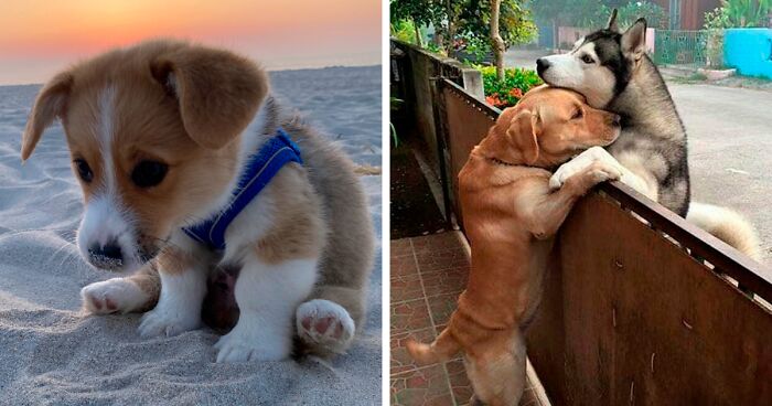 This Twitter Account Shares Pictures That Show Your Life Is Never Boring When You Have A Dog (50 Pics)