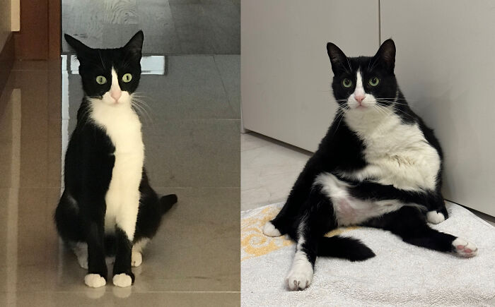 Before & After Spaying