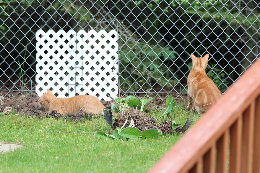 Simba And Lucky Our Beloved Cats