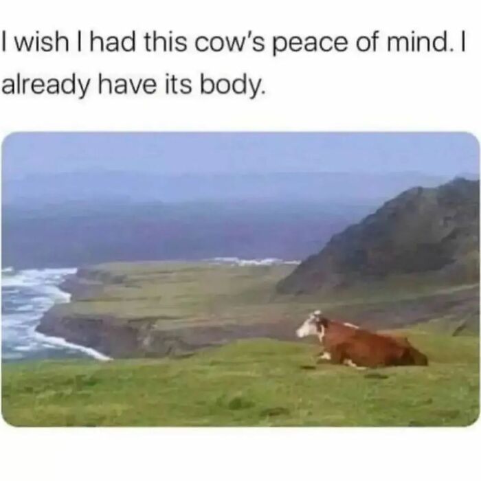 A cow peacefully resting on a grassy cliffside with ocean views, illustrating relatable introvert meme humor.