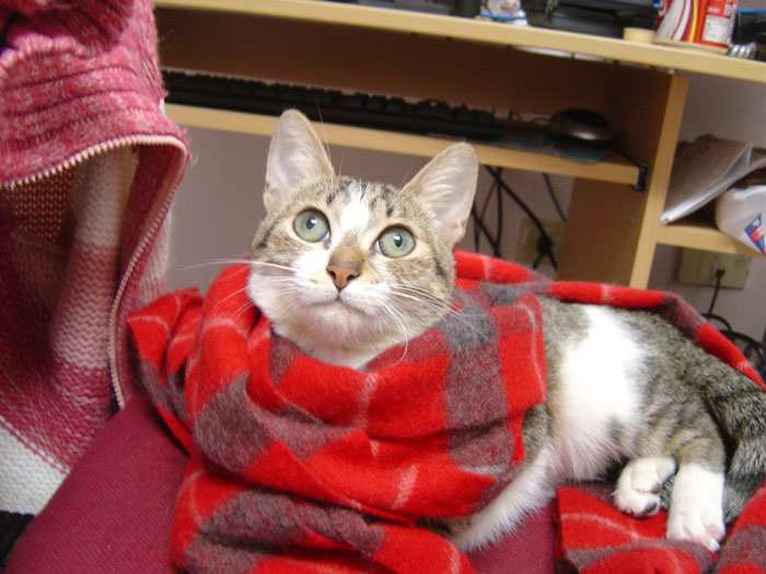 Woman Doesn't Want To Change Her Cat's Name Because Pregnant Cousin Wants To Use It For Her Baby, Wonders If She's Just Being Stubborn