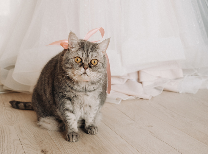 Couple Decide To Use Their Pets To Fill Out Roles In Their Wedding, SIL Is Angry They Didn't Include Her "Rainbow" Kids Instead Couple Decide To Use Their Pets To Fill Out Roles In Their Wedding, SIL Is Angry They Didn't Include Her "Rainbow" Kids Instead