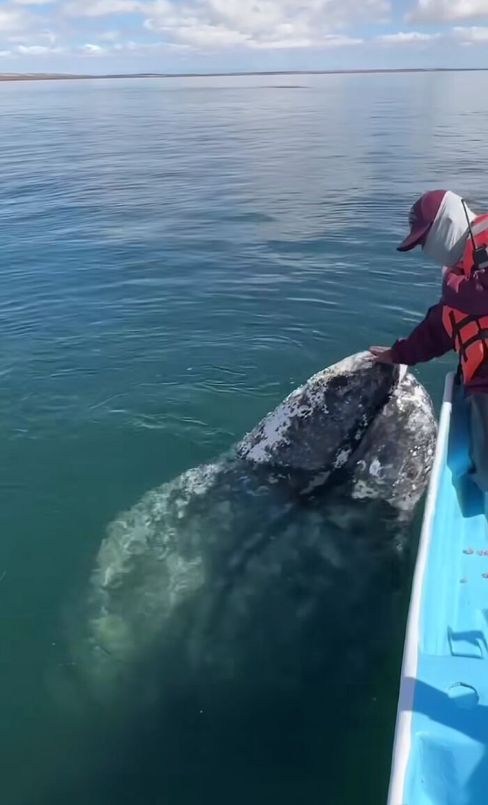Este video capta el increíble momento en que una ballena se acerca a un barco con una inusual petición