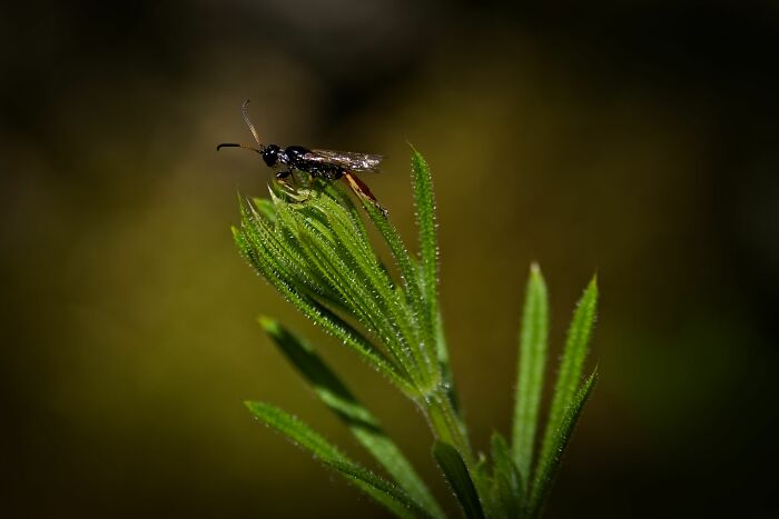 Here Are 10 Tips For Enchanting Flower Photography That I've Found Here Are 10 Tips For Enchanting Flower Photography That I've Found